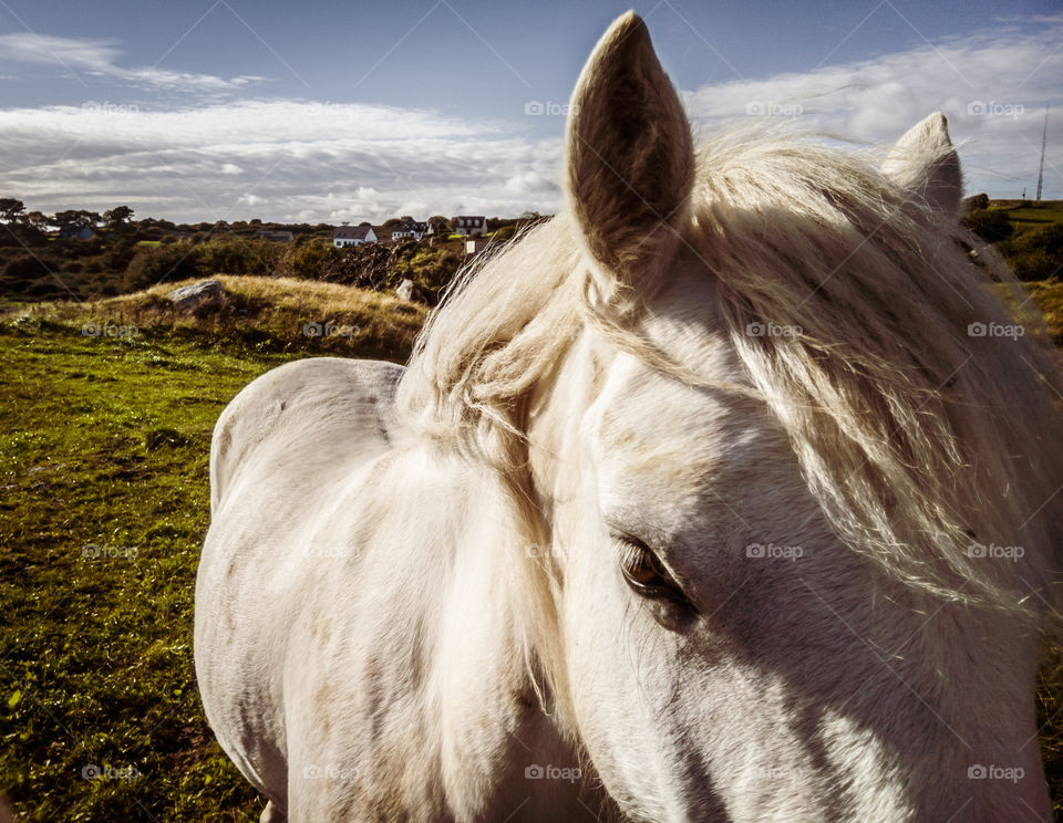 Horse listening