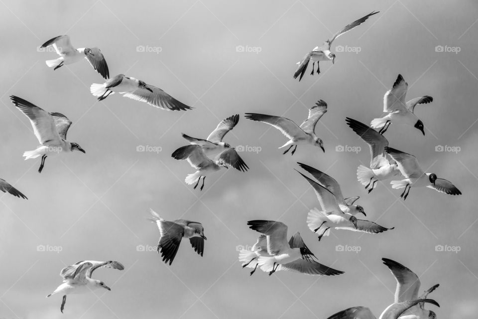 Seagulls soaring in the sky
