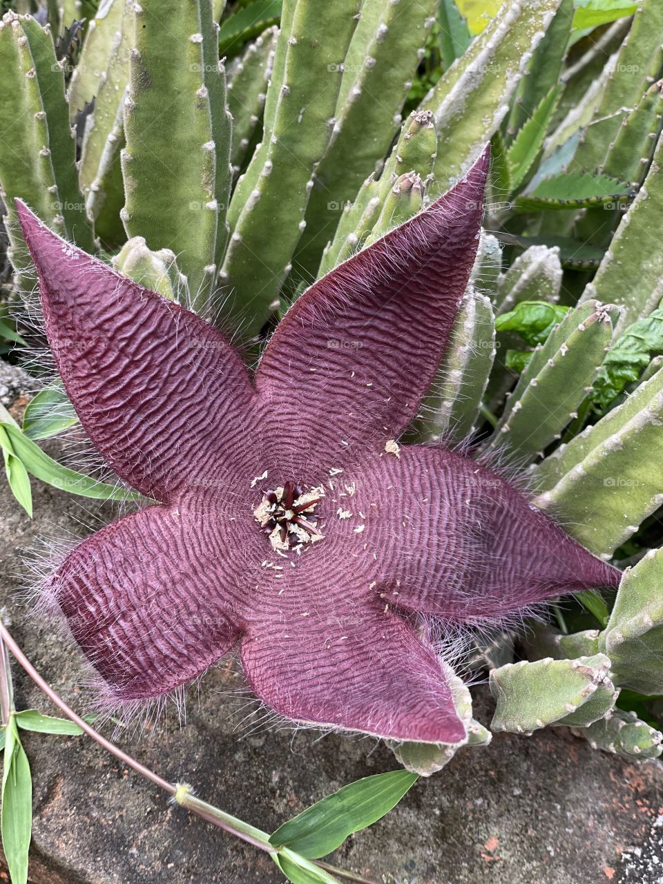 Flor em forma de estrela