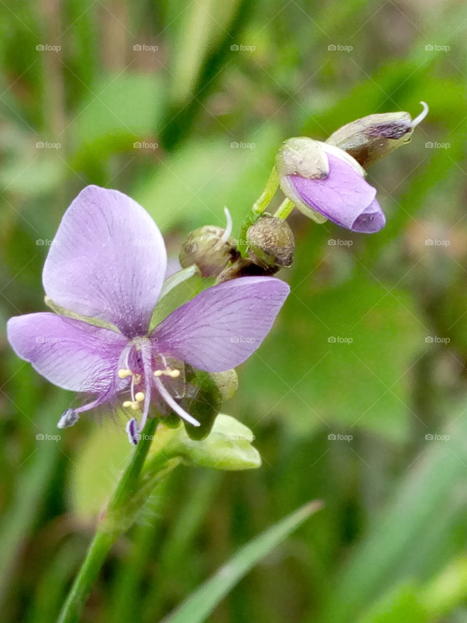 Murdannia loriformis