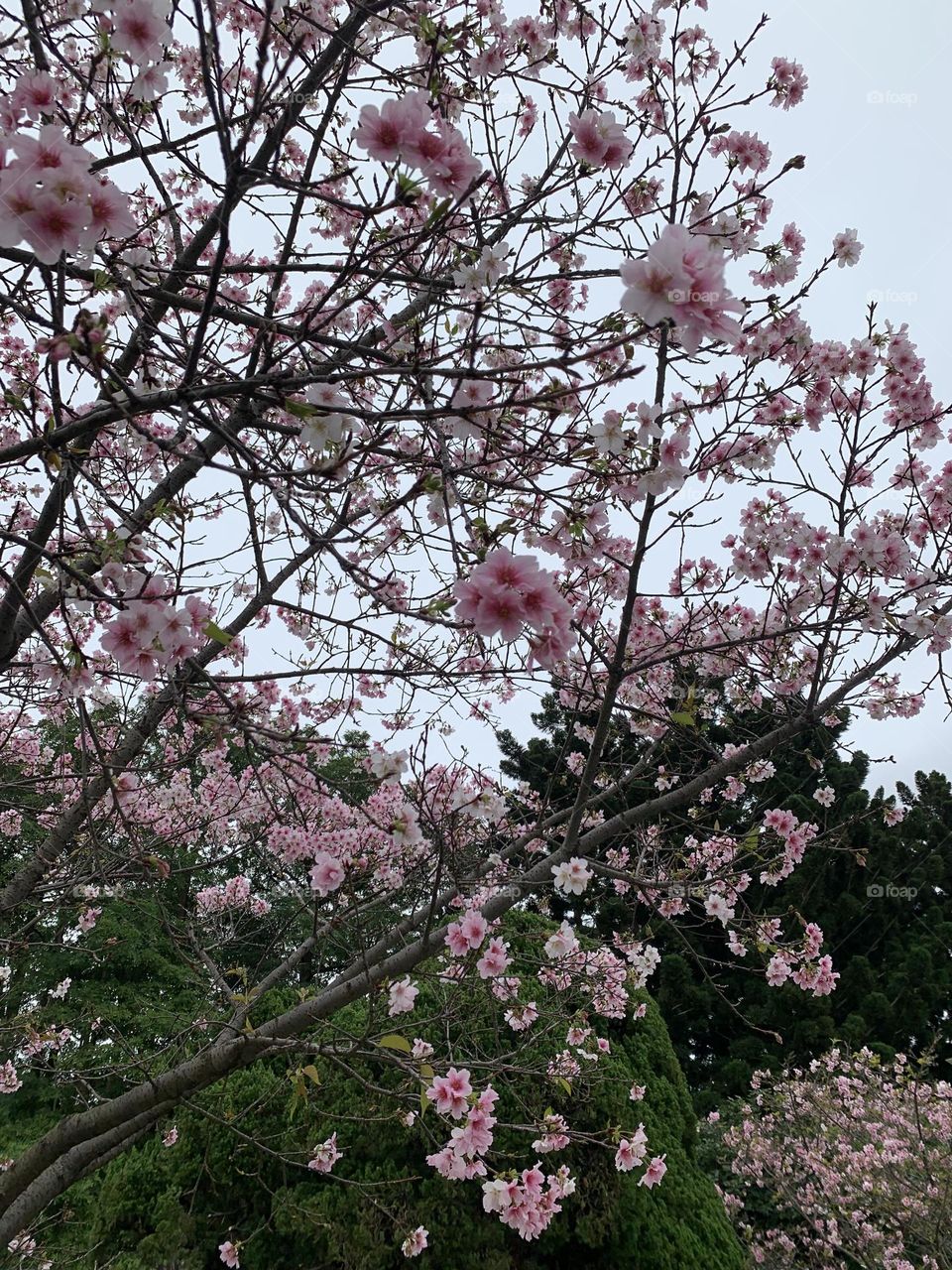 Cherry blossoms