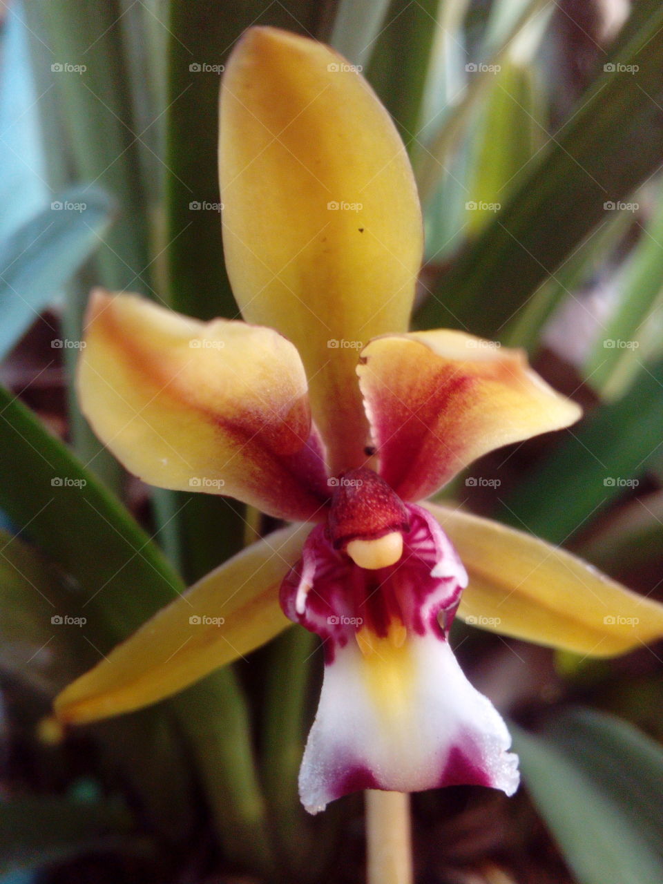 Macro of Tropical Flower