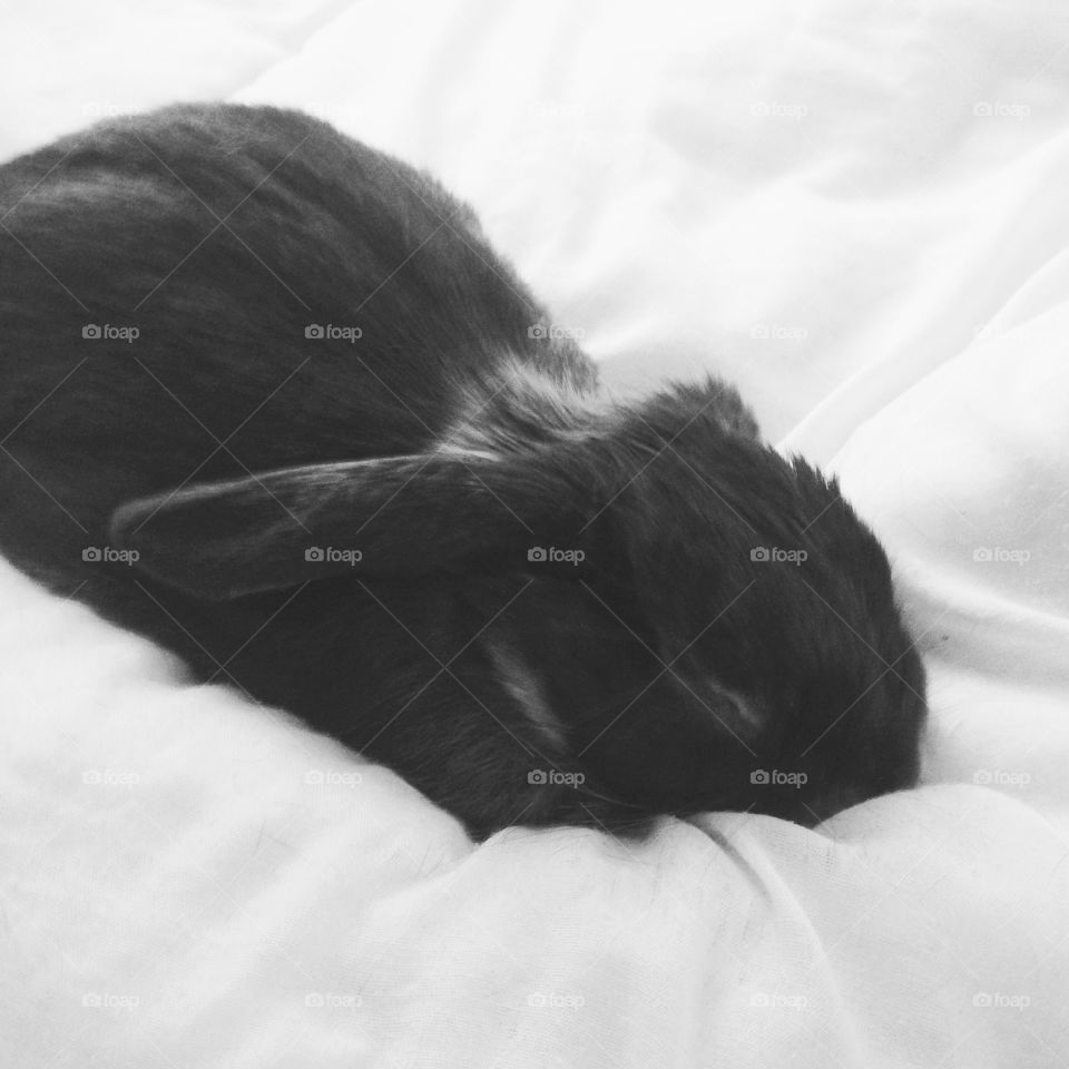 Sleeping Rabbit. Sleeping Mini Lop House Rabbit 