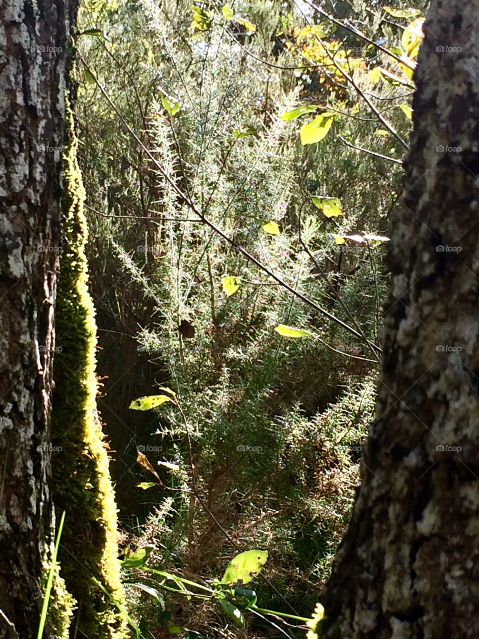 Light between two trunks