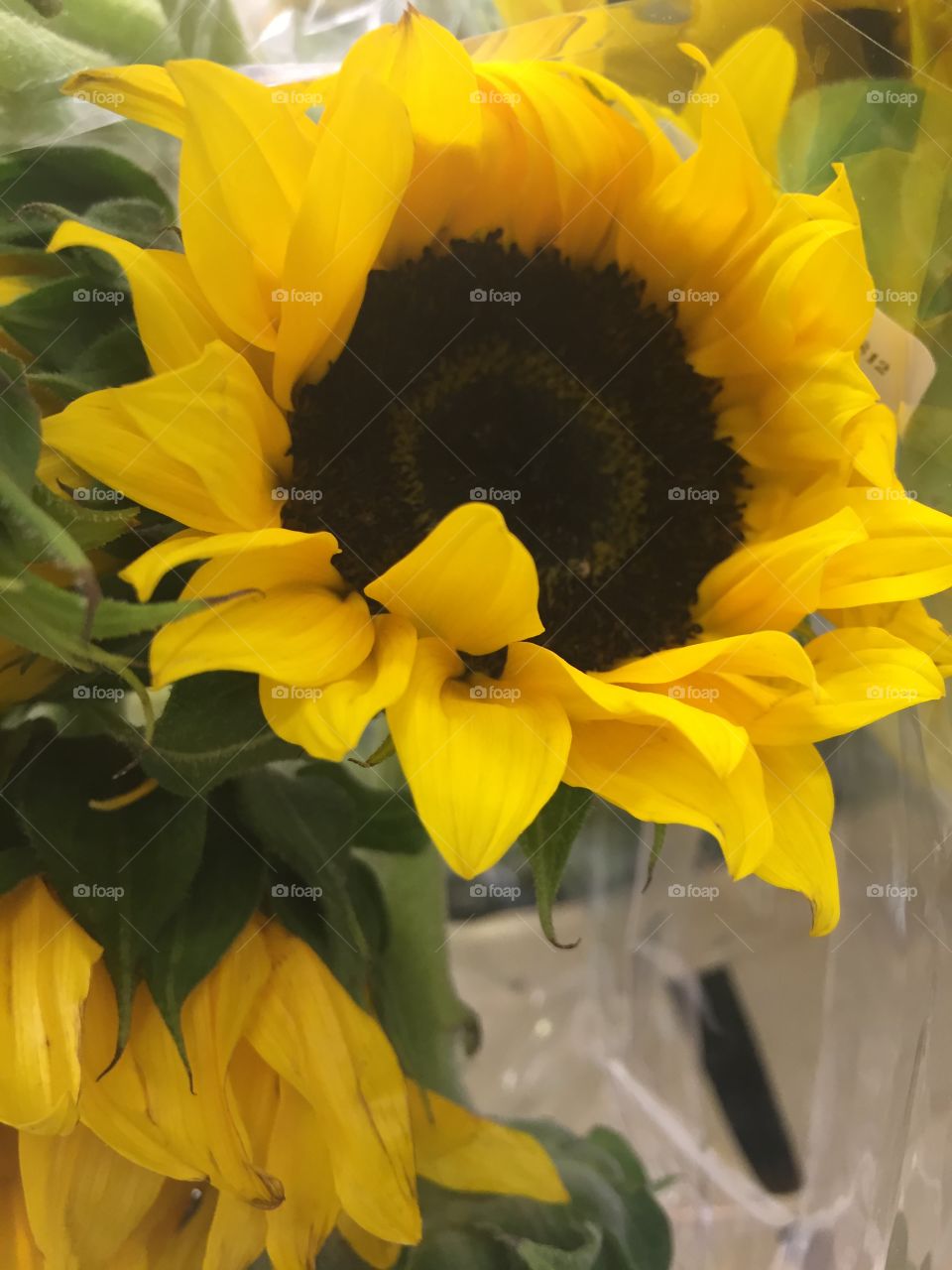 Sunflower 