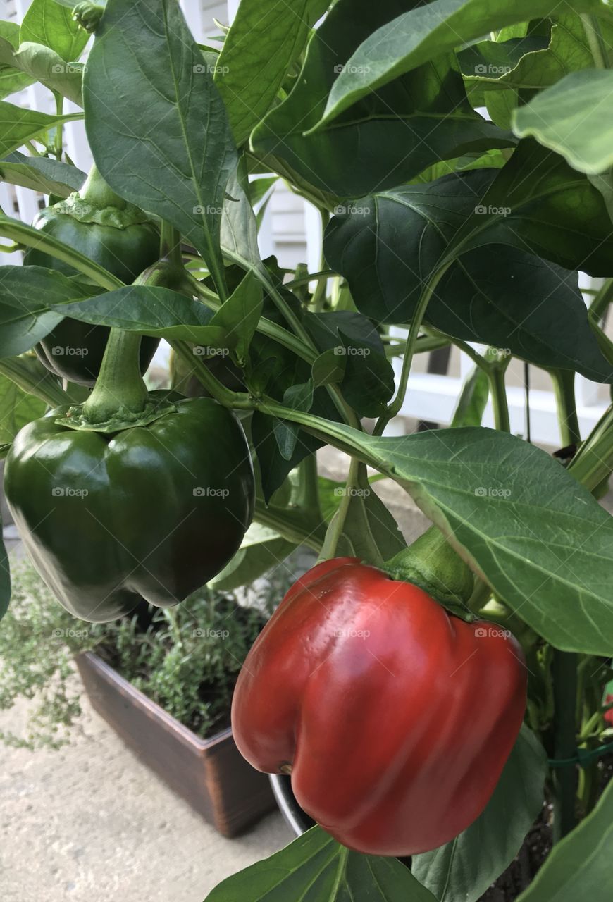 Bell peppers with two different colors 