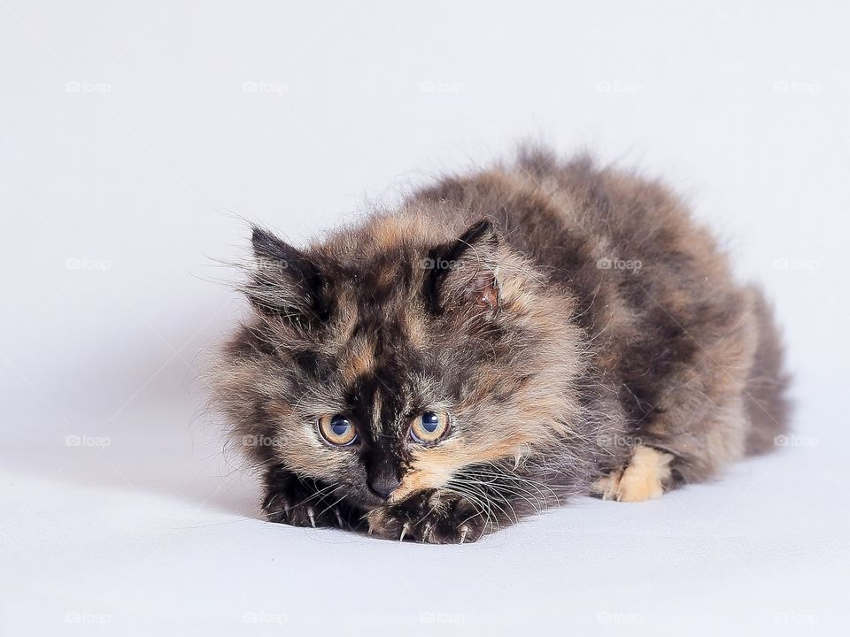 Sitting cat on white background