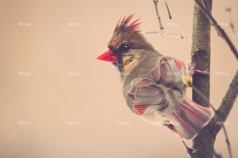 Cardinal, Female, Winter