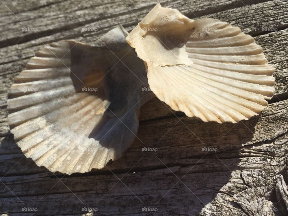 Sea shells