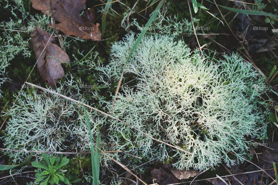 Reindeer cup lichen from above