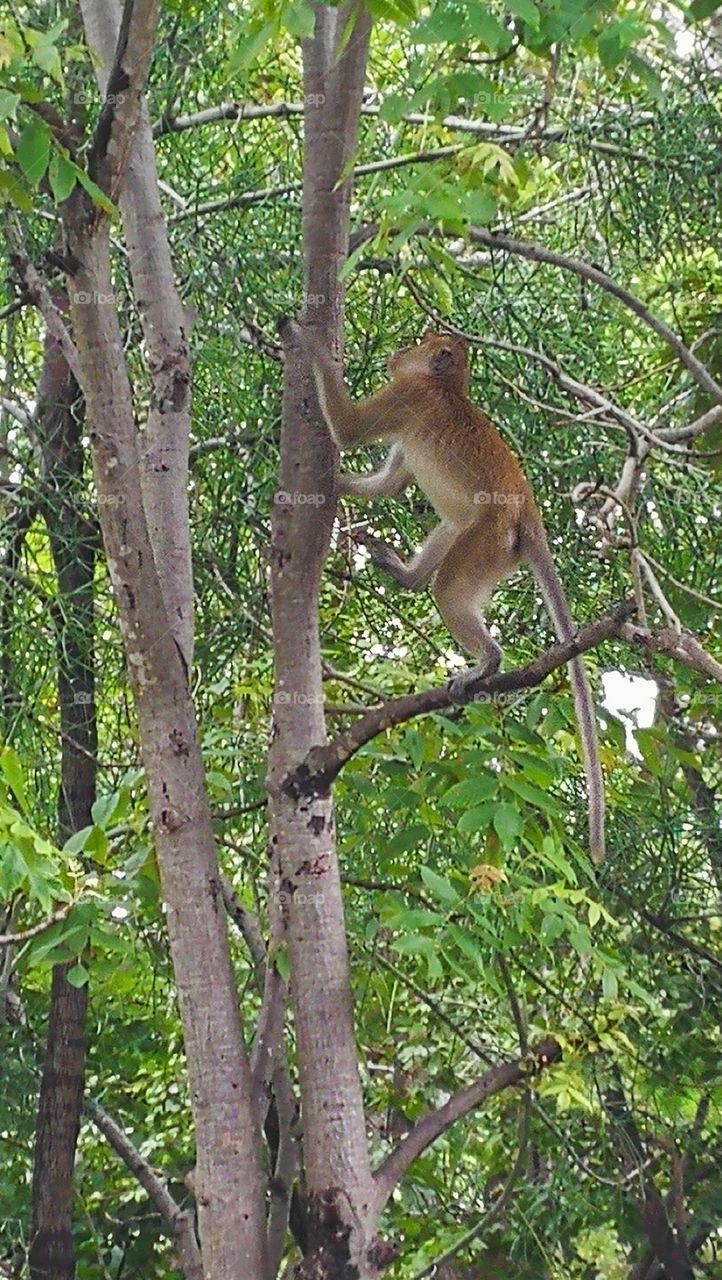Monkey climbing tree in Thailand