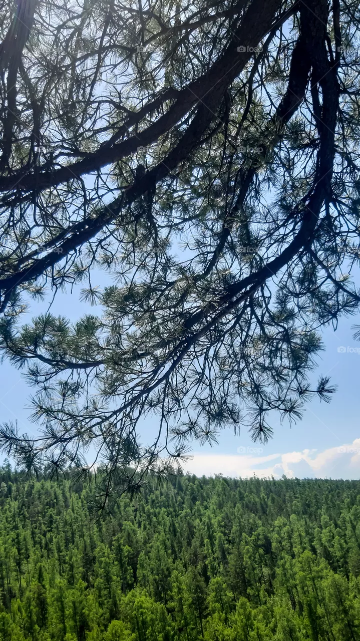 Nature