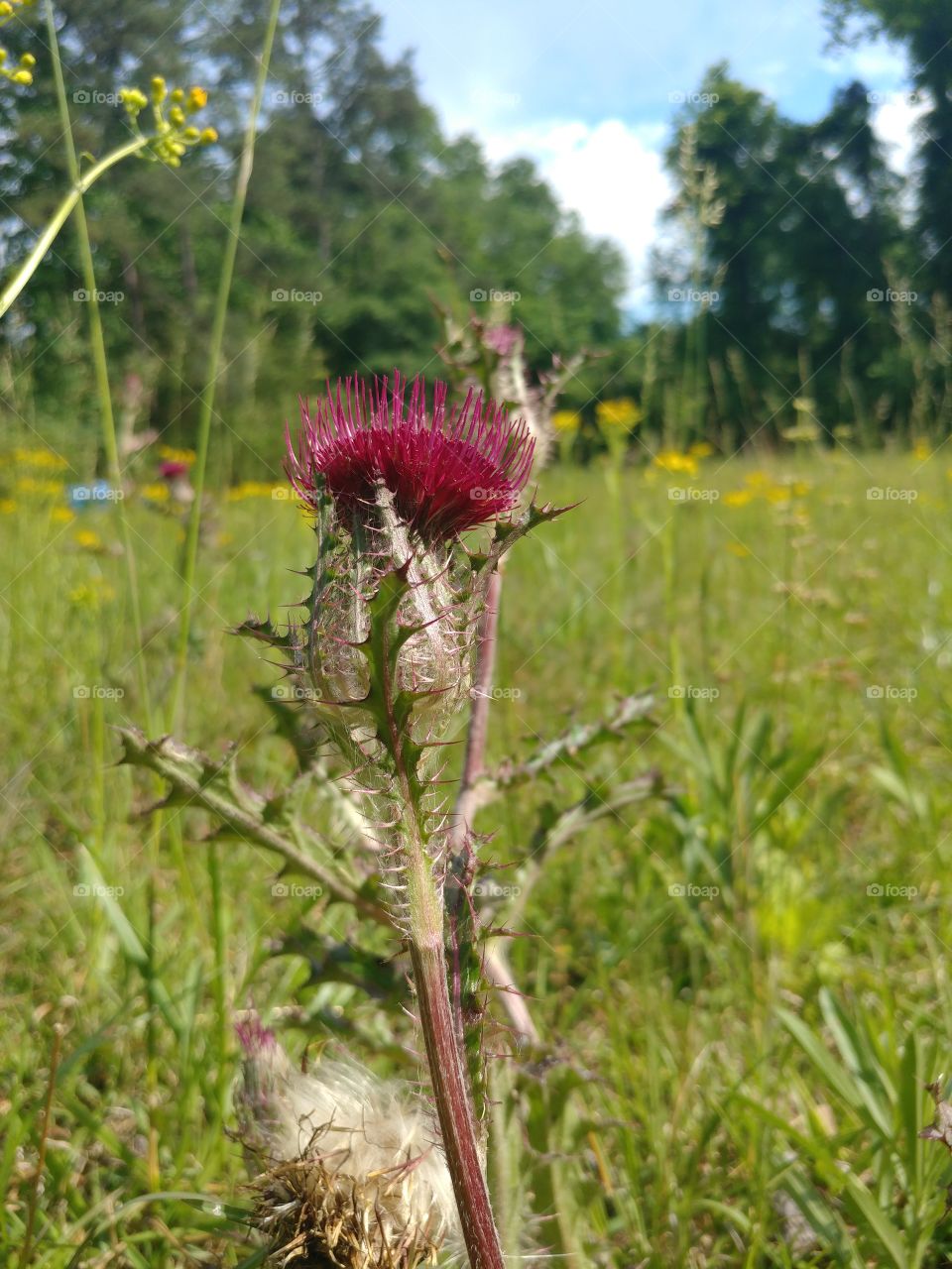 some Cirsium vulgare (Common or Spear Thistle) growing in a field enjoying the sunshine!