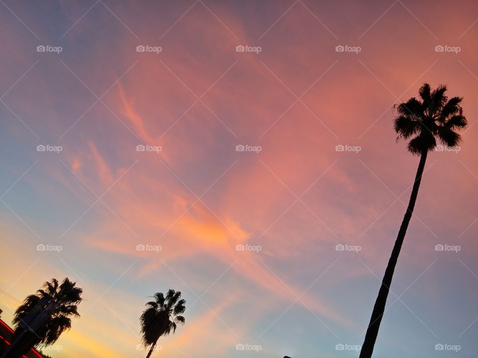 Palm trees and pink sunset