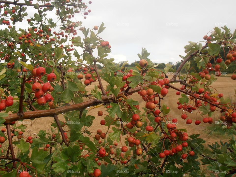 Summer Berries