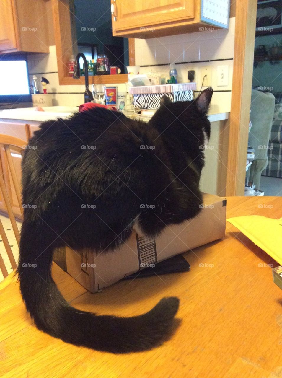 Riley on box