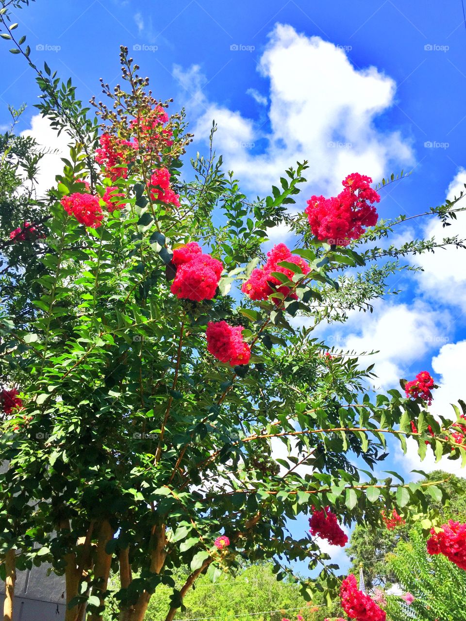 In bloom. Flowers blooming on a tree