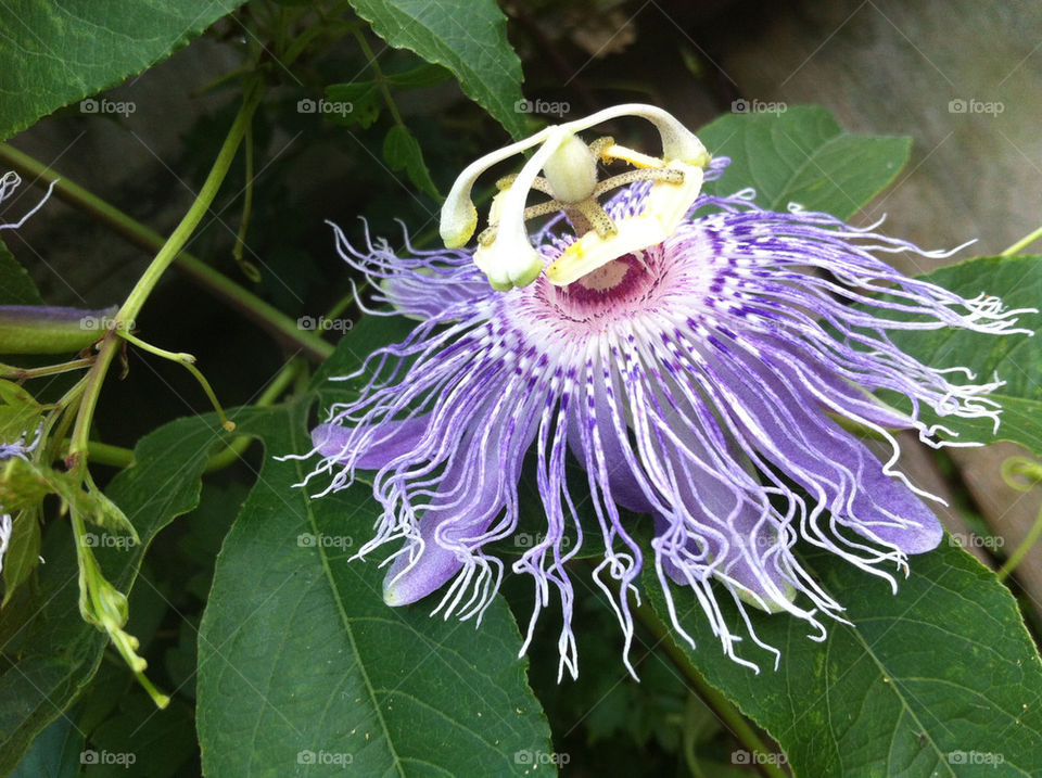 flowers flower photography purple by wiggygirl