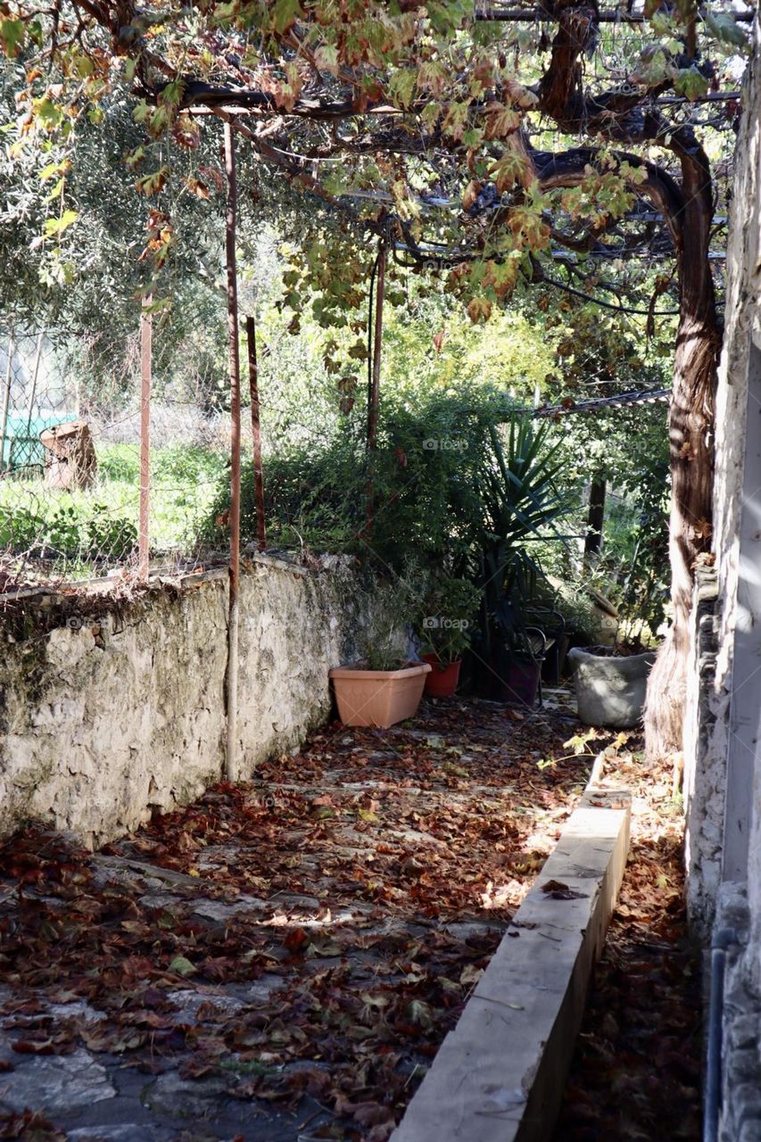 Backyard vine at fall