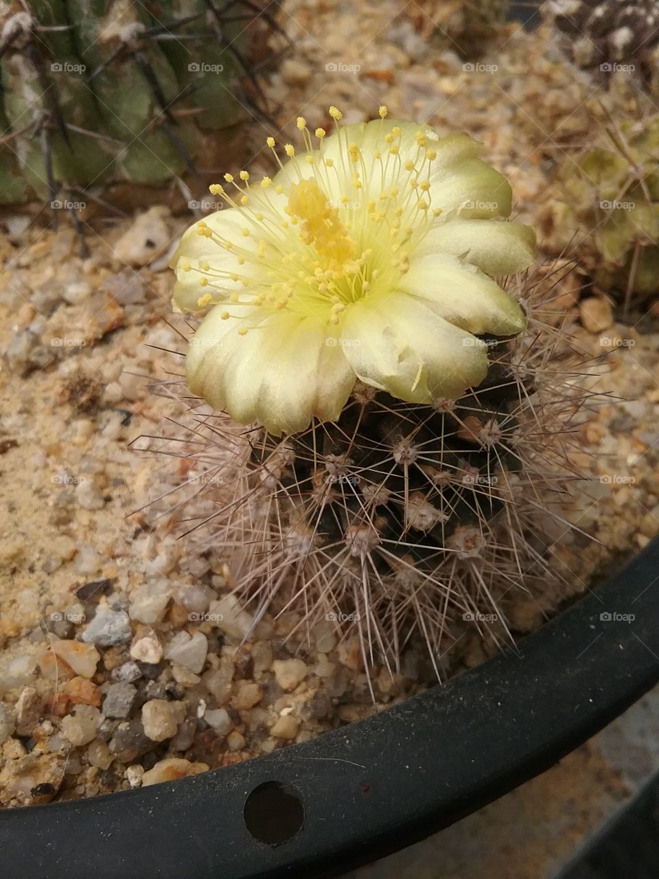 nice flowering cactus