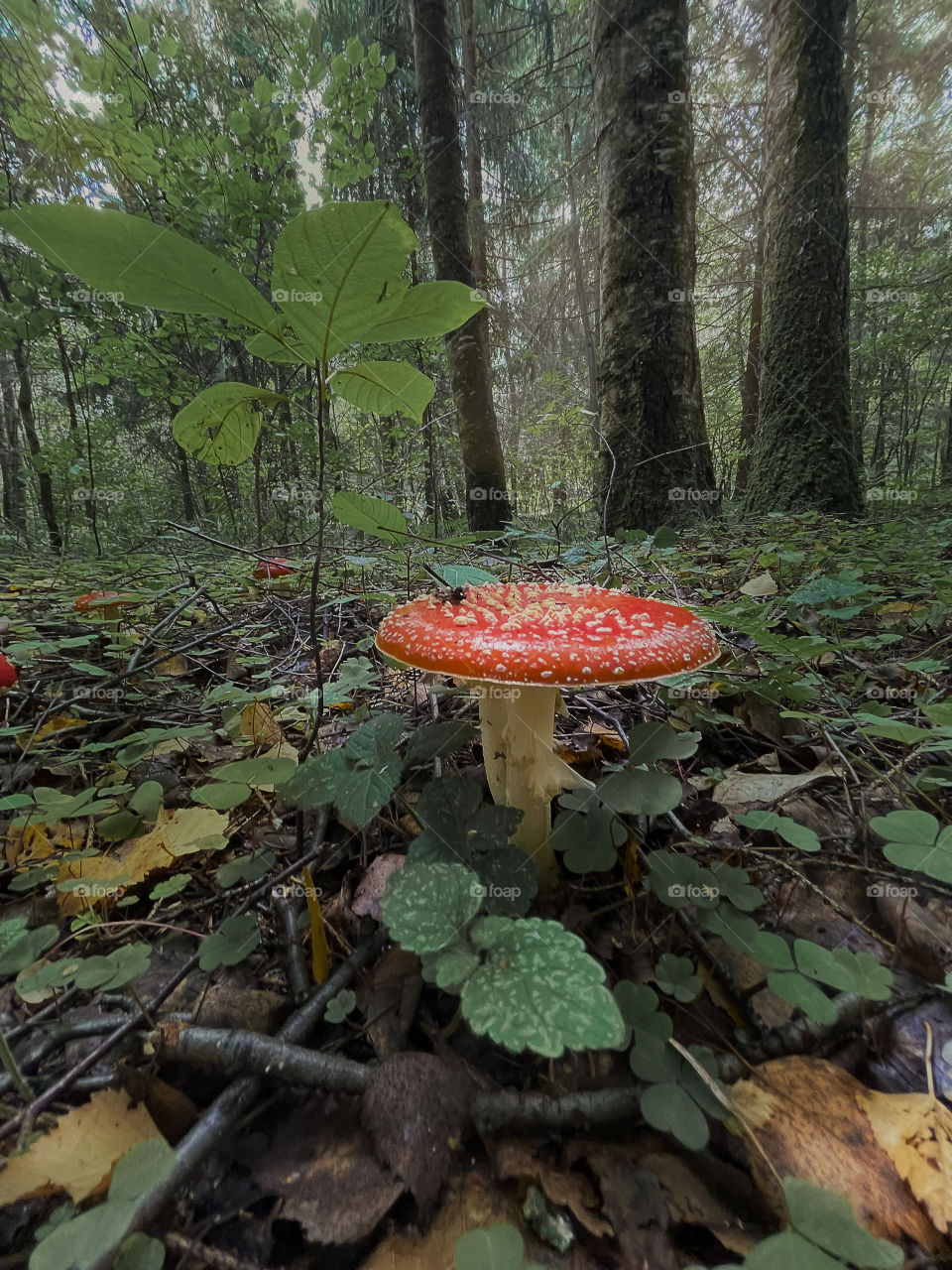 Mushrooms in autumn forest in sunny day