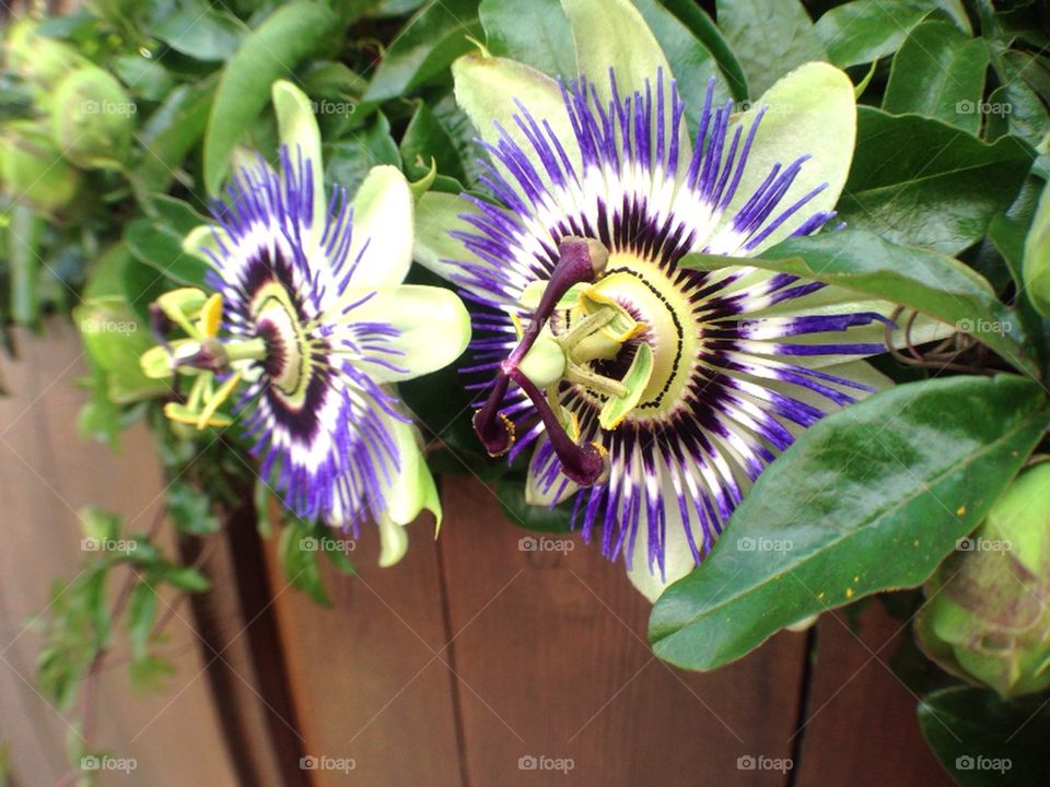 san francisco united states passion flower catherine conlin by wiggygirl