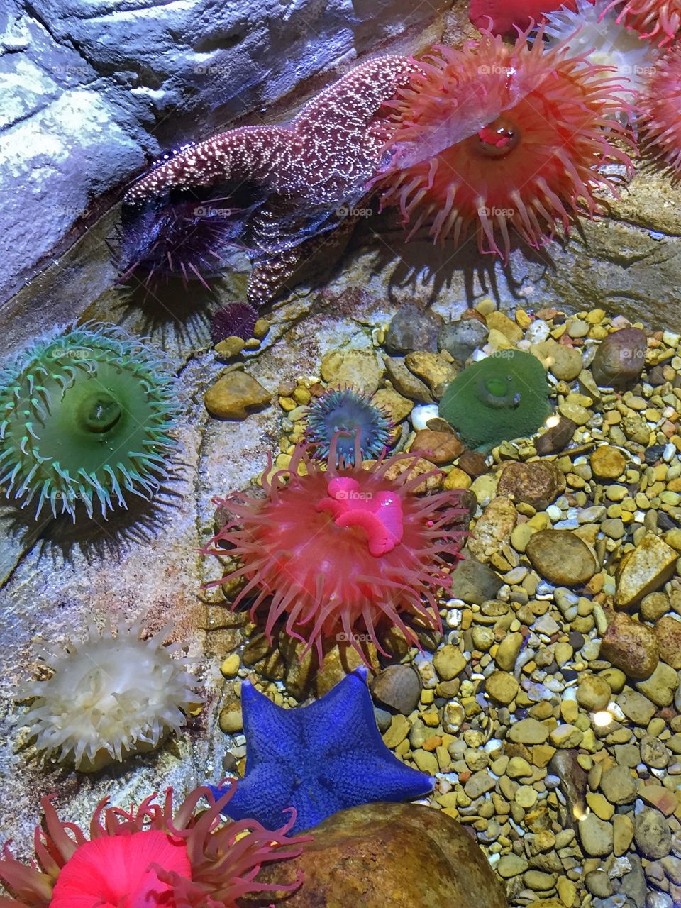 Anemones