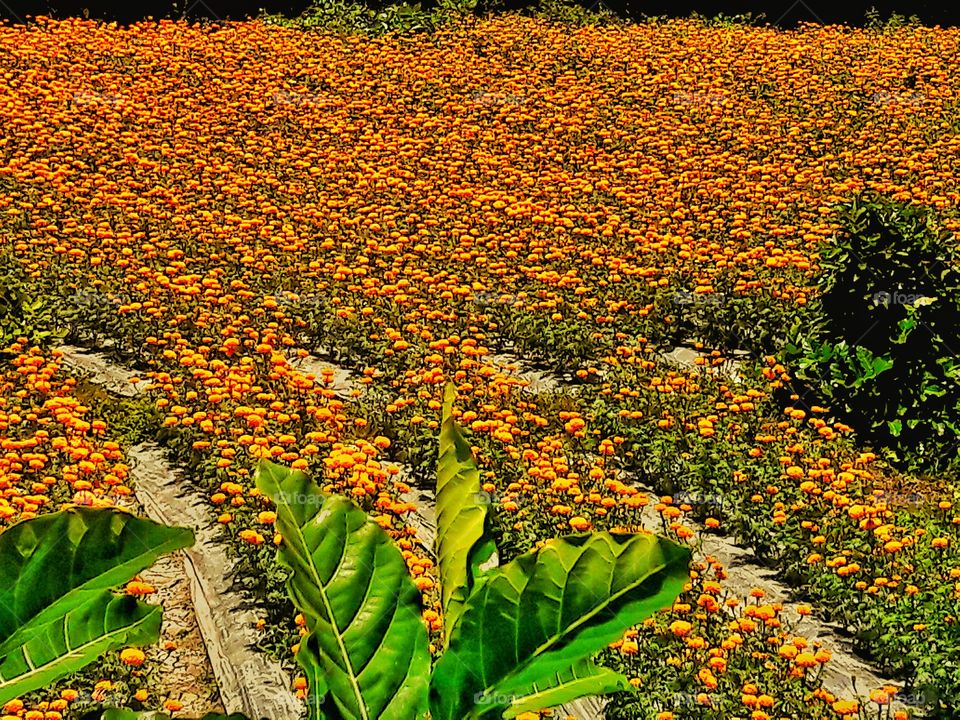 Spring is nature's way of saying, "Let's party!"  

~Robin Williams