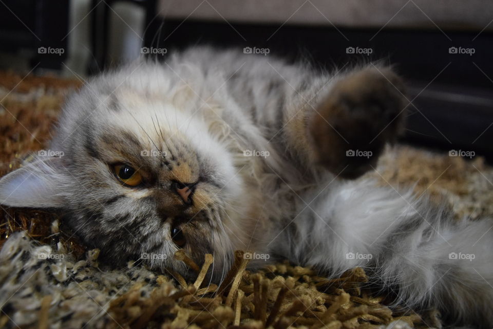 Cat resting on carpet