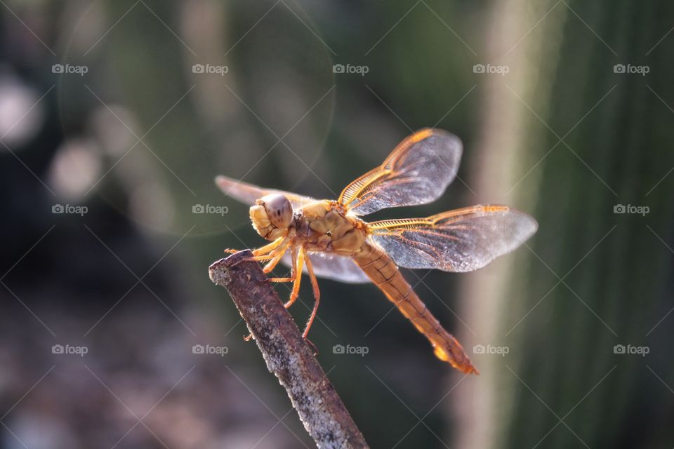 a brown dragonfly