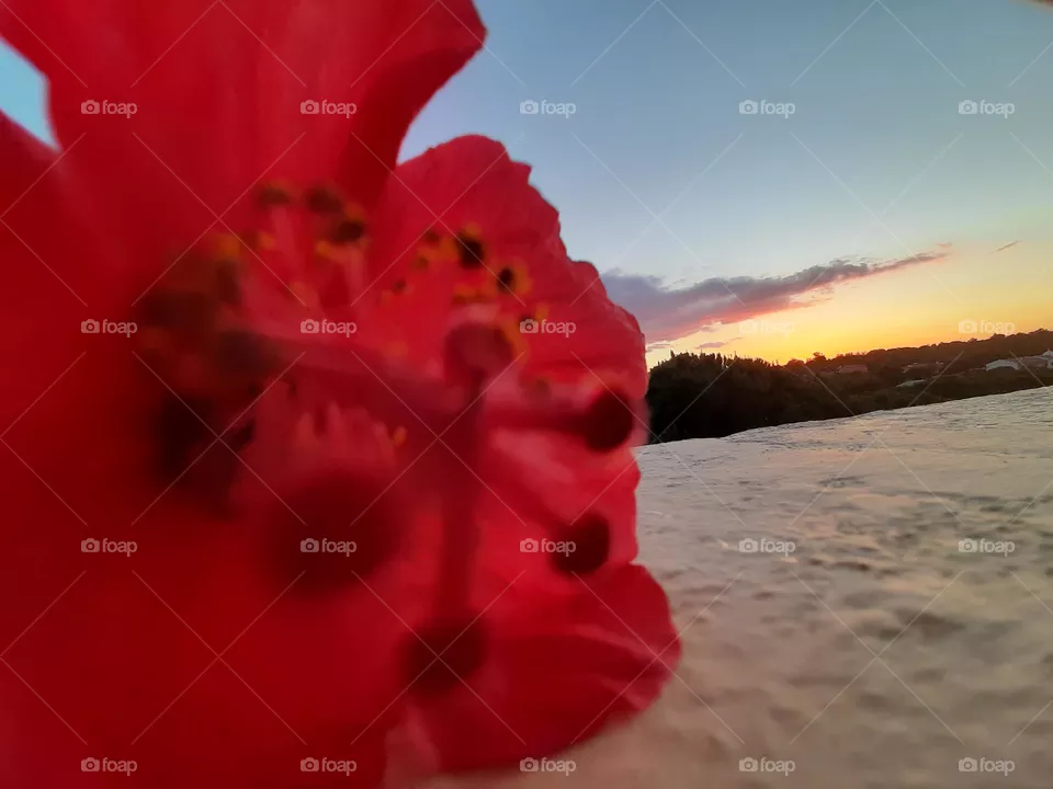 Sunset & Hibiscus