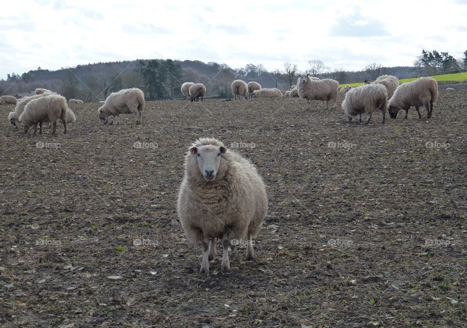sheep on turnips