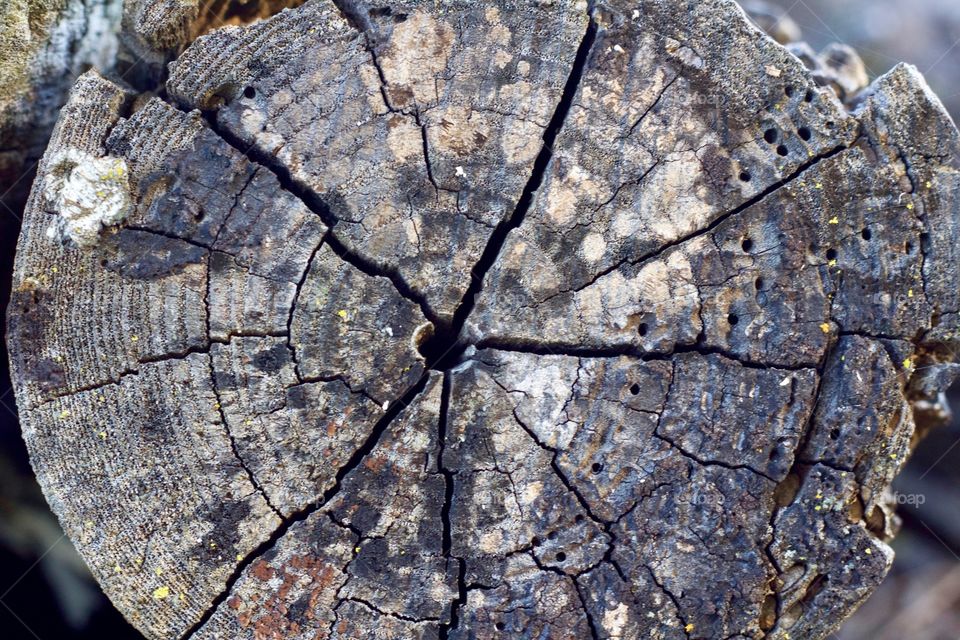 End of a cut log with lichen in various colors