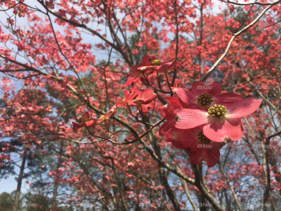 Tree, Nature, Leaf, Season, Branch