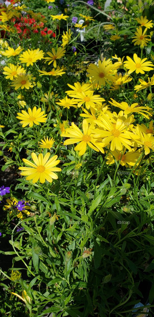 daisies