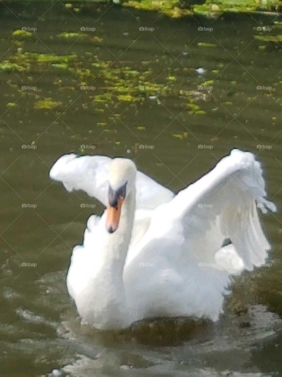 dancing white swan
