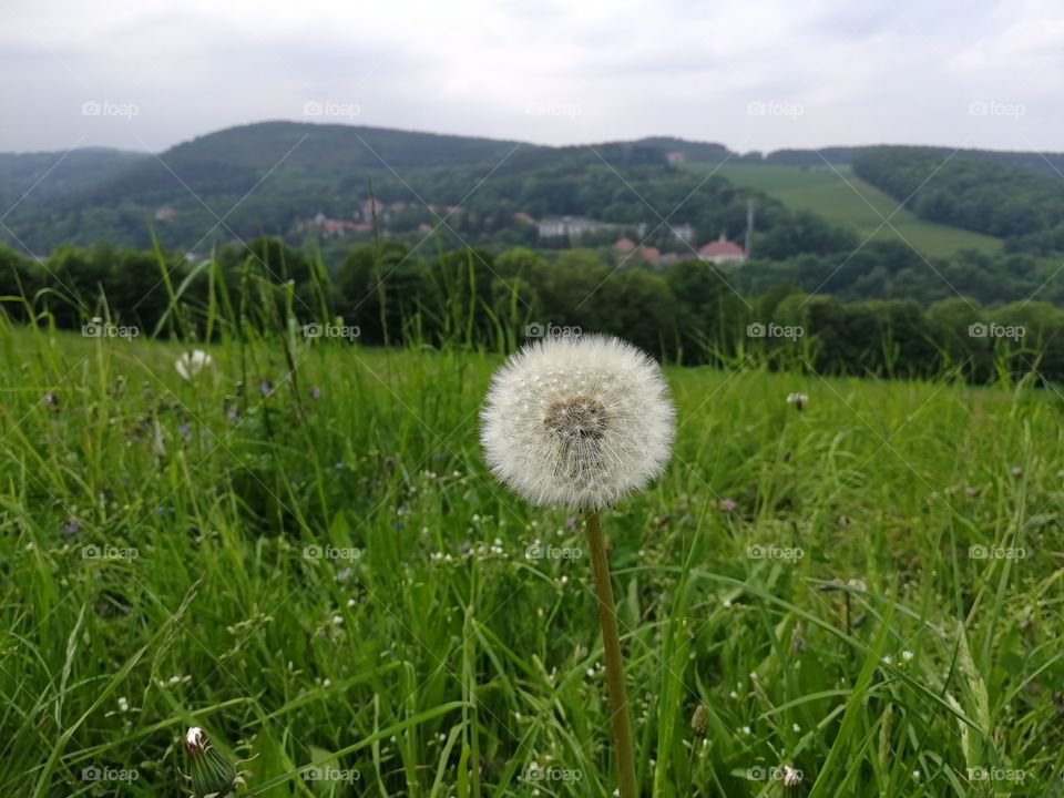 Beautiful view near the Czech Republic - with a dandelion