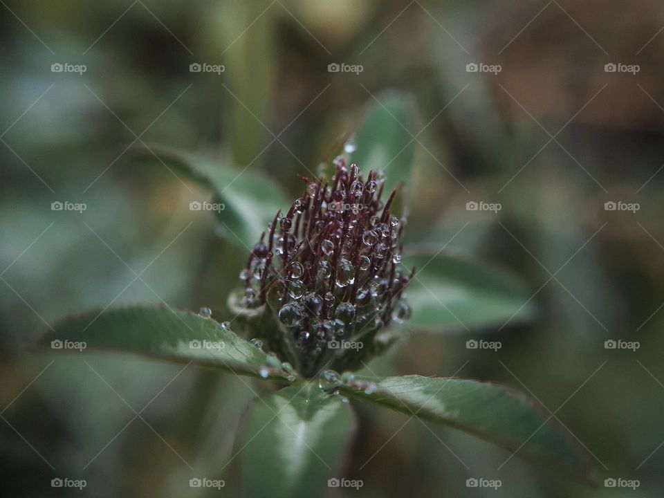 Round drops of dew on a clover