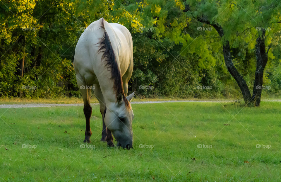 A beautiful horse eating grass close by. 