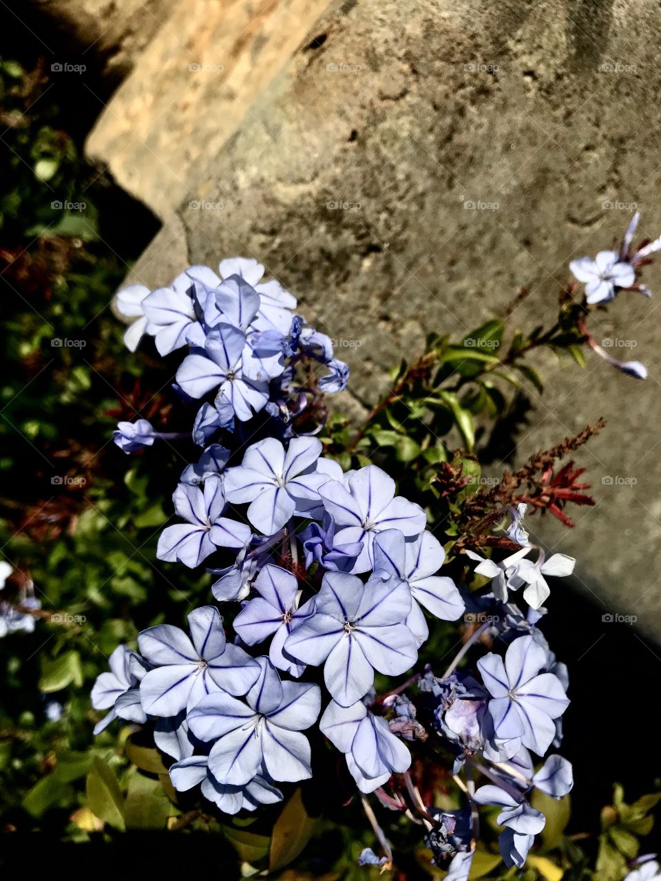 Flower close up 