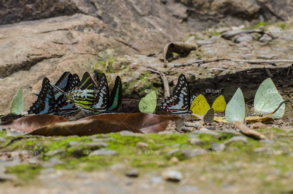 colourful butterflies