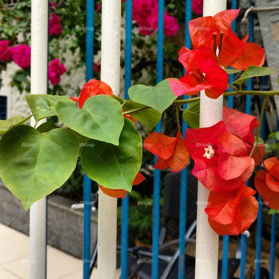 red Bougainvilles