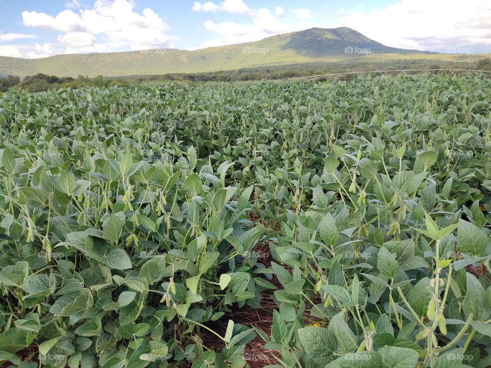 Soybean Field