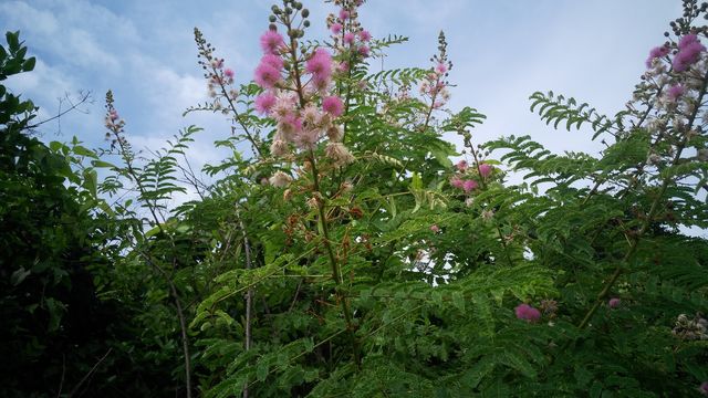 a beautiful flowers tree in the Forest.