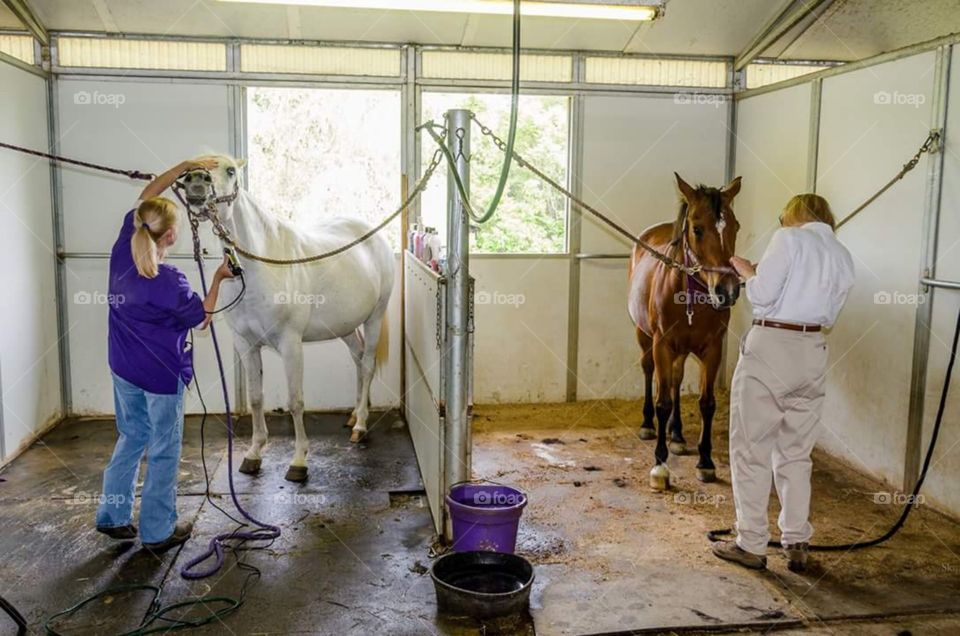 Two Women Grooming Arabian Horses 