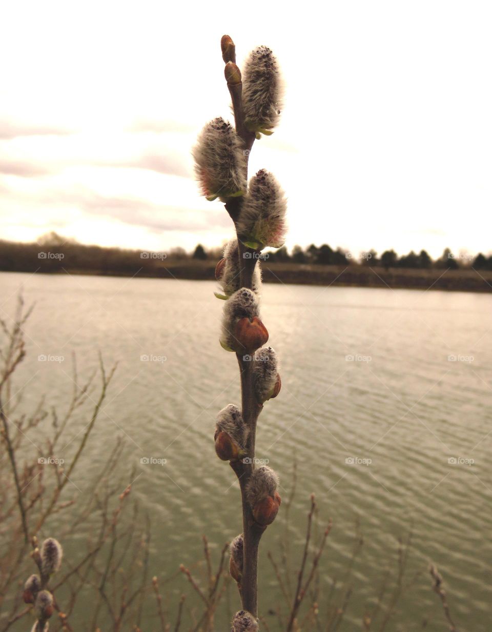 Spring bud