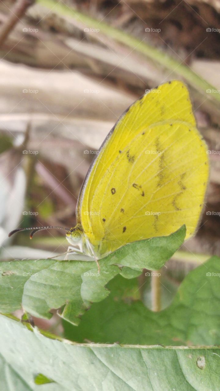 Yellow butterfly