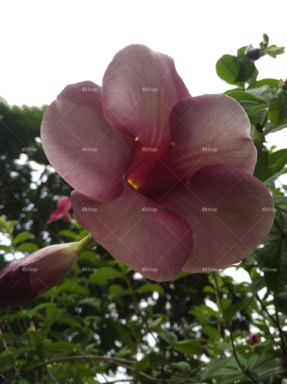 pink flower seasonal fresh shurb small size looks very beautiful generally found everywhere