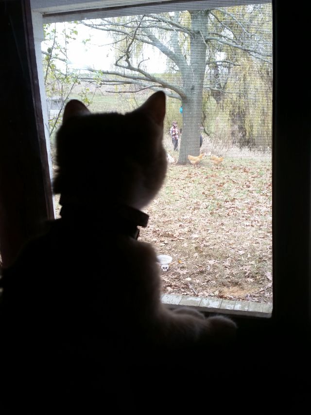 stalker