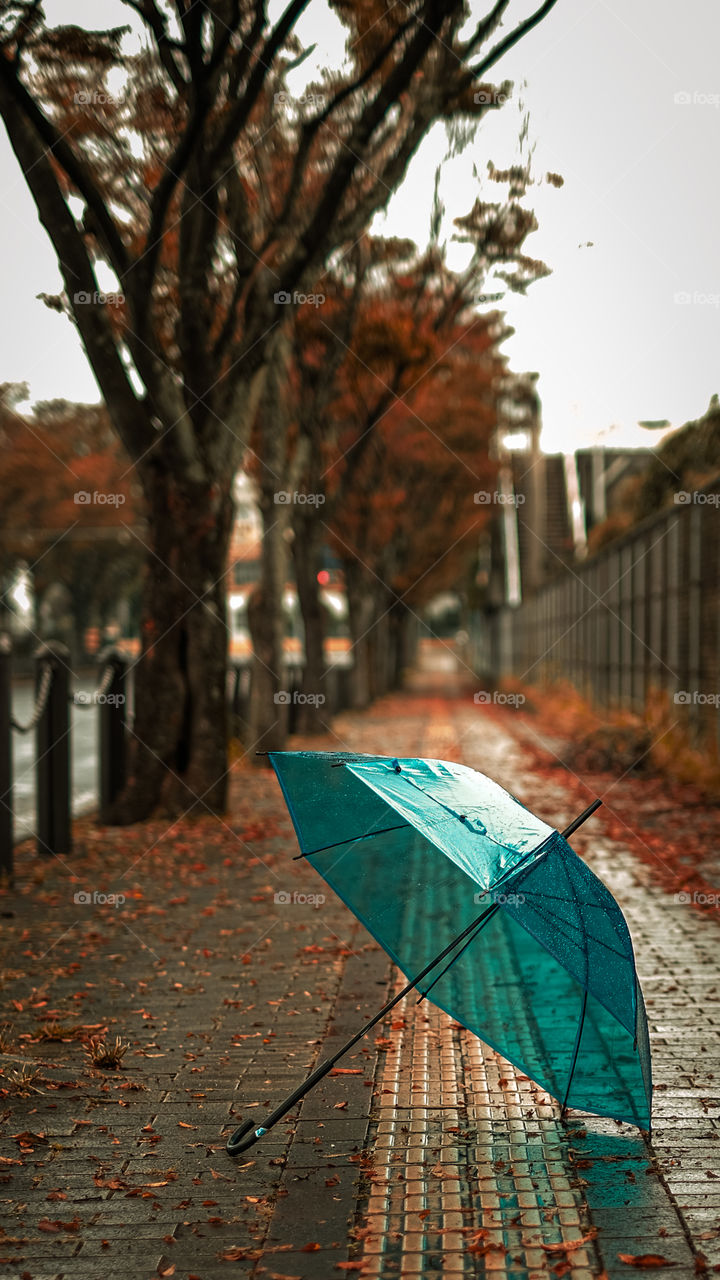 the blue umbrella in the middle of a small road in autumn at sasebo, nagasaki japan.